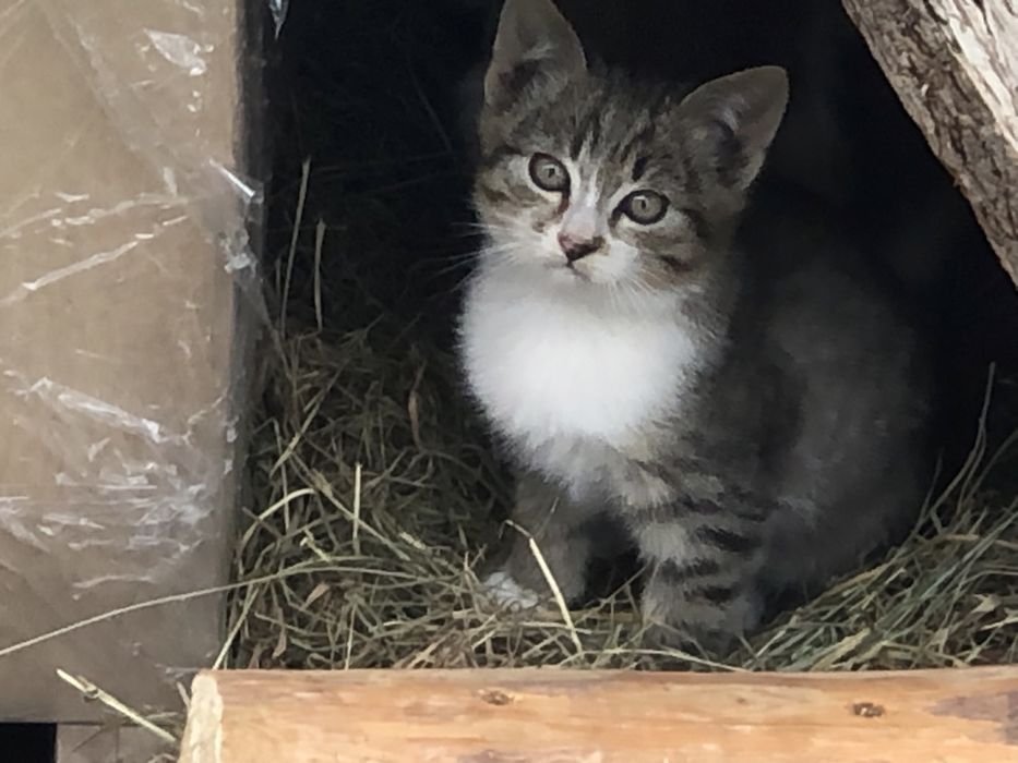 Врятуйте кошенят