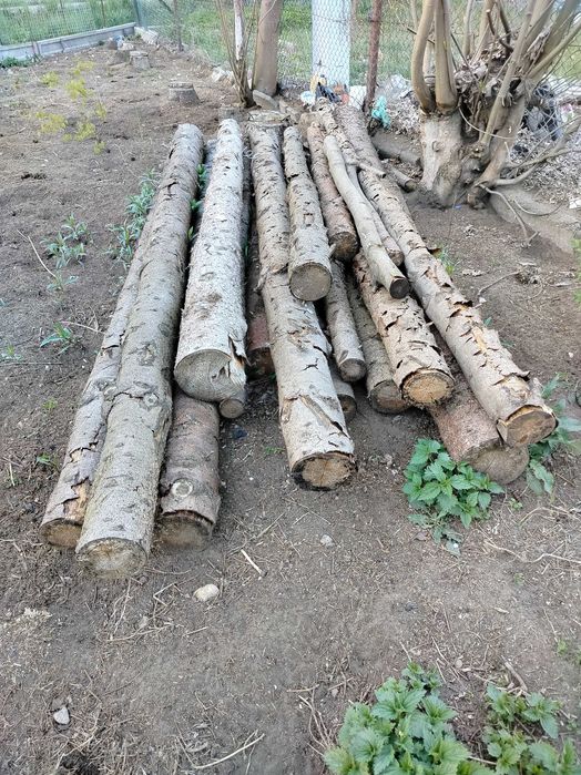 Drewno świerkowe,kłody świerkowe