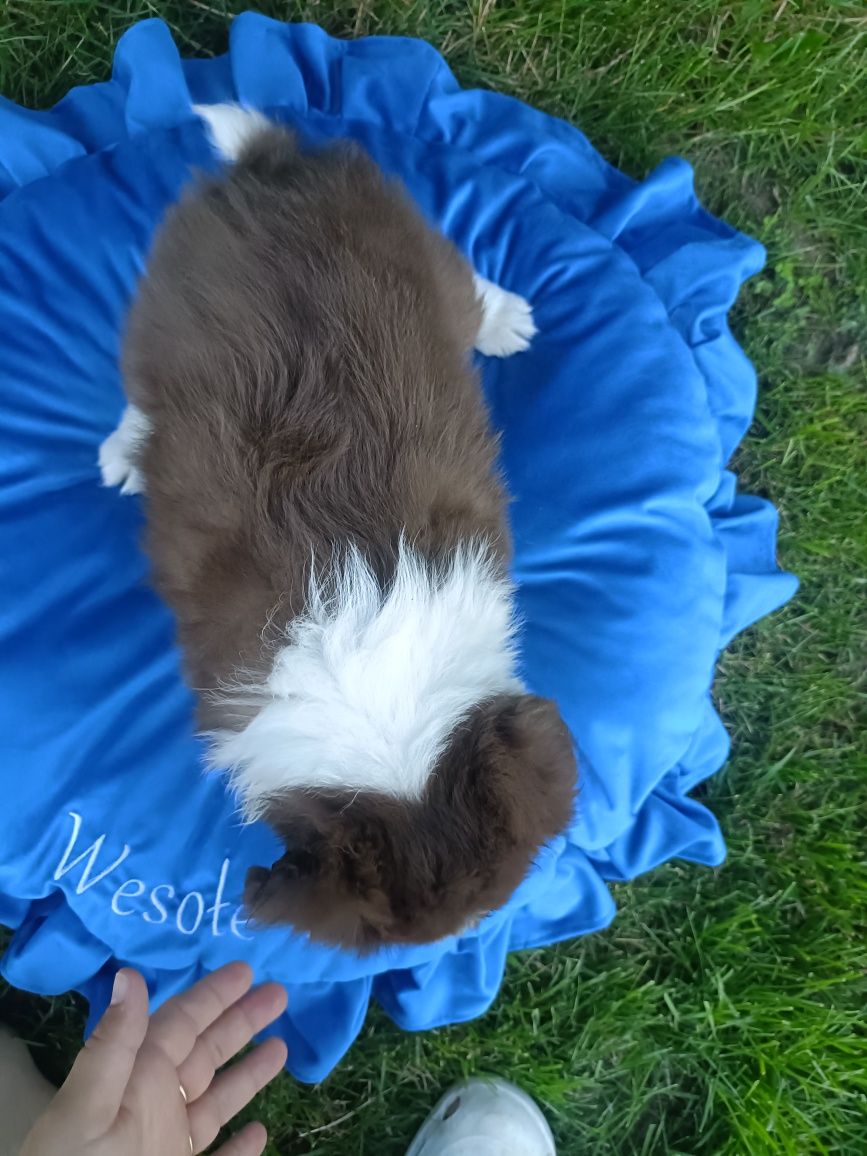 Samczyk Border Collie brązowo-biały nr 4/genetyka/RTG/wyprawka