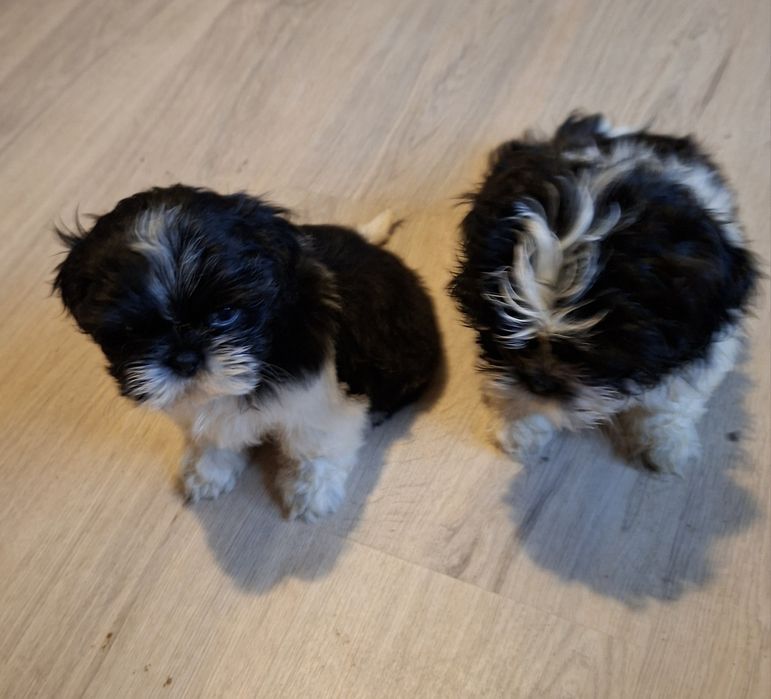 Pieski shih-tzu.