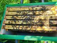 Odkłady pszczele 6 ramkowe 2024