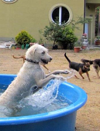 Hotel dla Psów. Labrador,Owczarek,Husky,Golden,kundel, noclegi, Wczasy