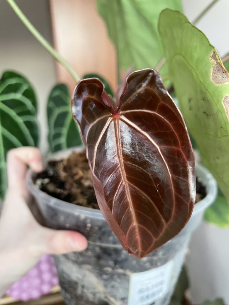 Anthurium (MagnificumxCrystallinumred SF)xCrystallinum Dark Form