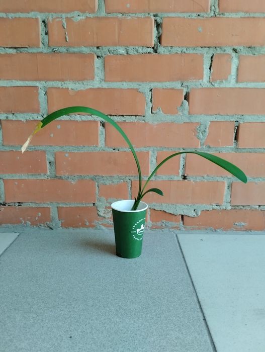 клівія кіноварна кливия комнатная лилия