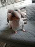 shih tzu fêmea com 8 anos , muito boa companhia
