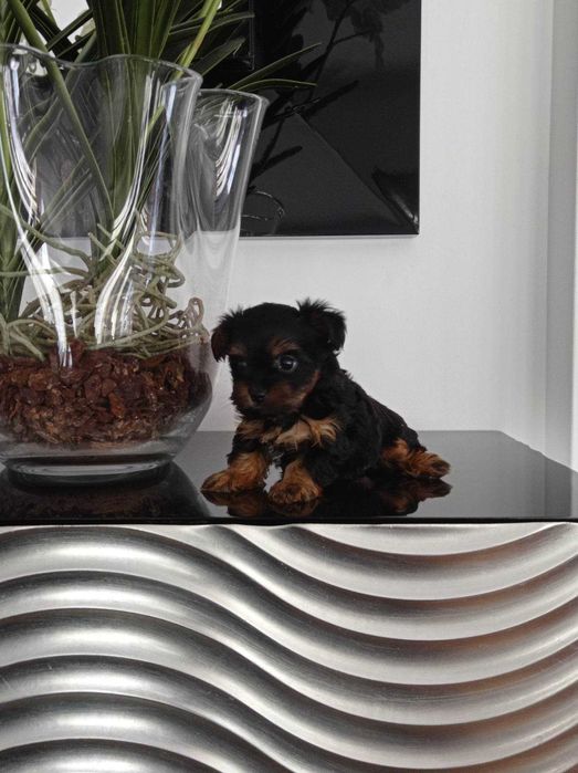 Yorkshire Terrier  Miniatura MACHO