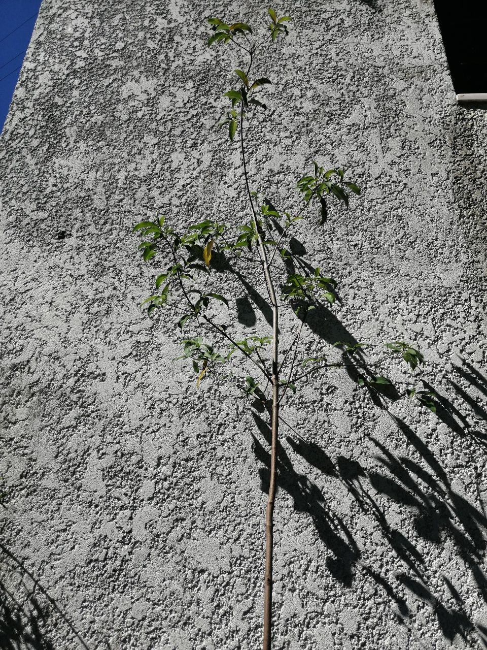 Arvore Cornus capitata  "Árvore-de-morangos-do-Himalaia"