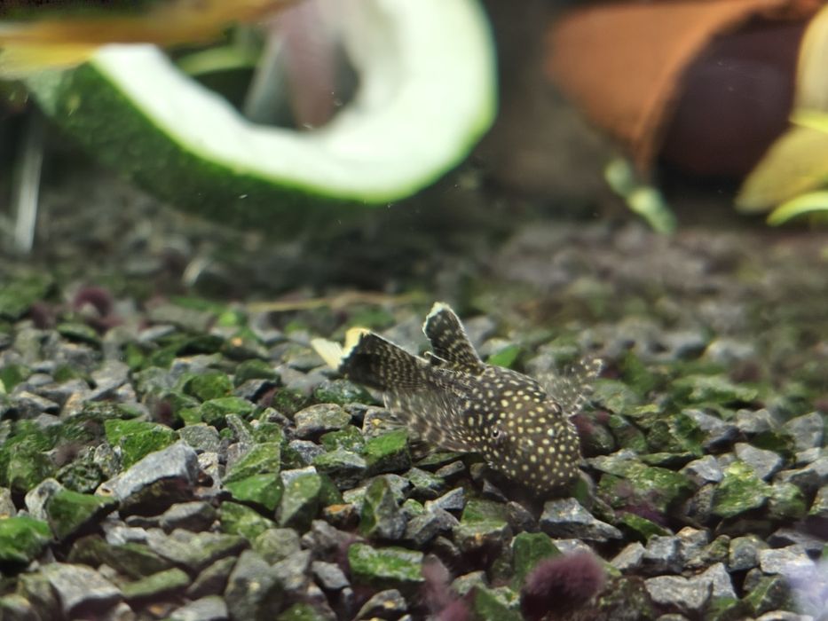 Zbrojnik ancistrus