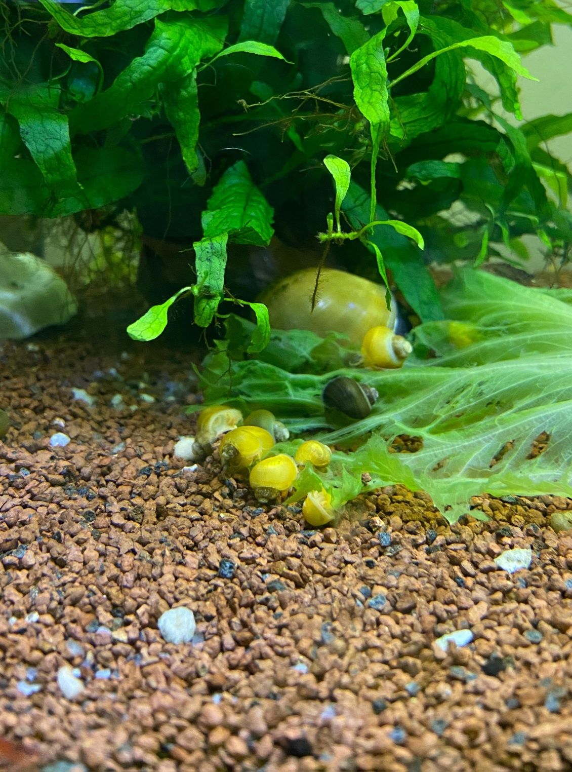 Ampularias Jovens