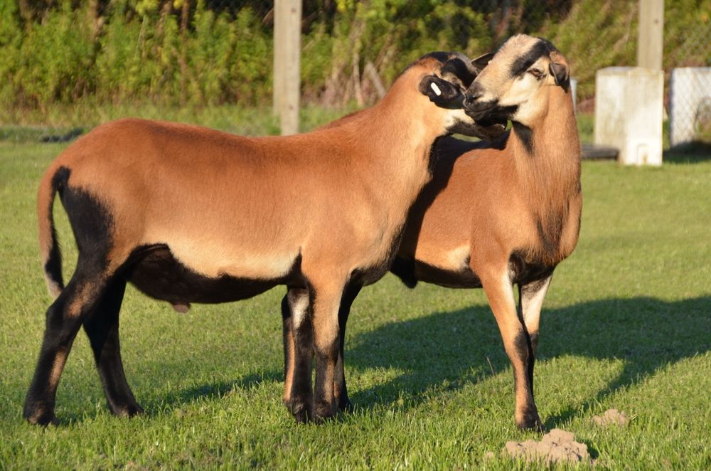 Owce Baran Kameruńskie TRYK BARBADOS