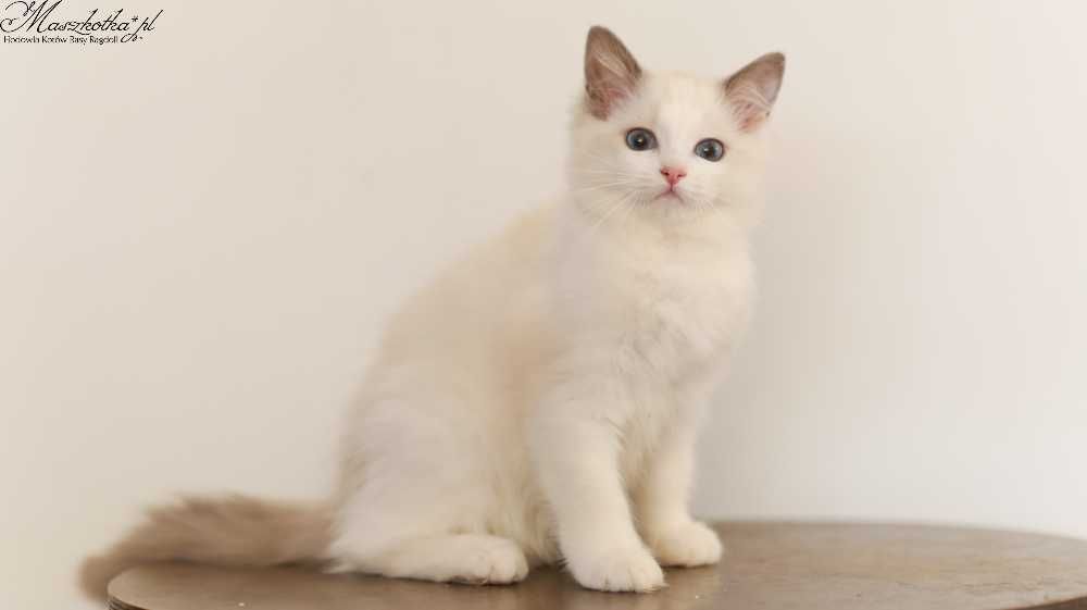Ragdoll, przepiękna koteczka ragdoll z rodowodem FPL