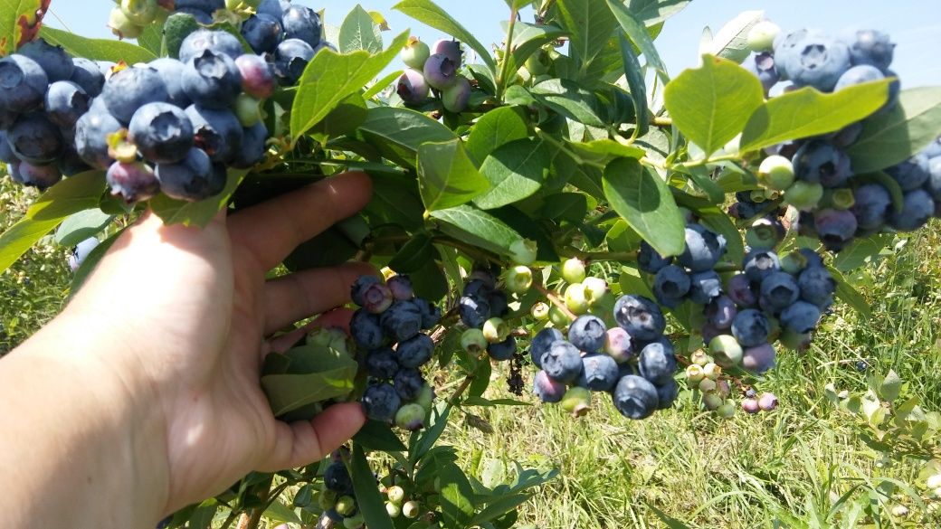 Borówka amerykańska - sadzonki .Duże owoce .Odporne na mróz.