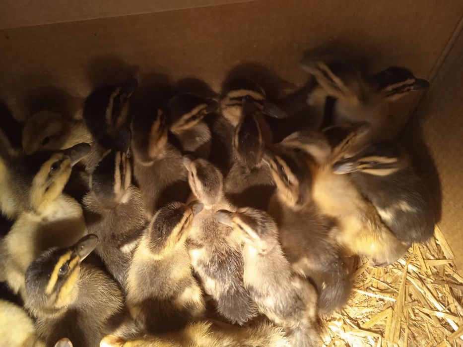 Sprzedam małe kaczki staropolskie i małe gęsi.