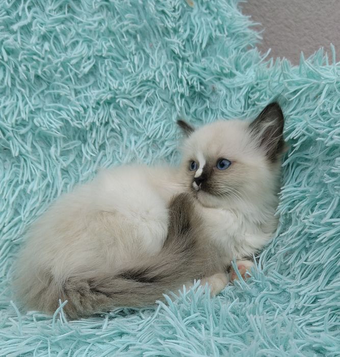 Koteczka Ragdoll .