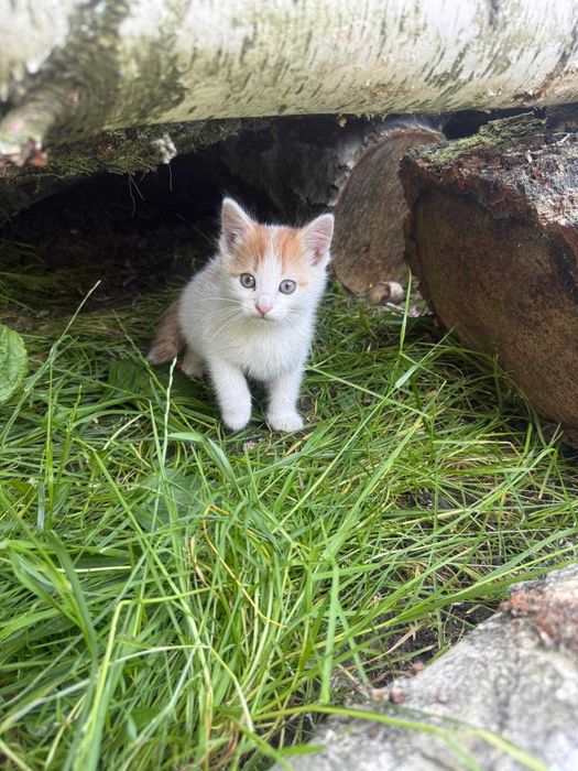 Oddam małe kotki koty za darmo kot