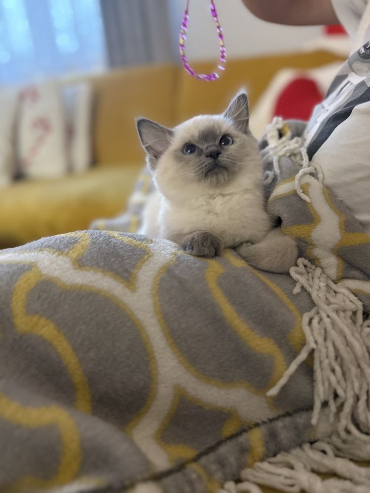 Kotka Ragdoll z rodowodem