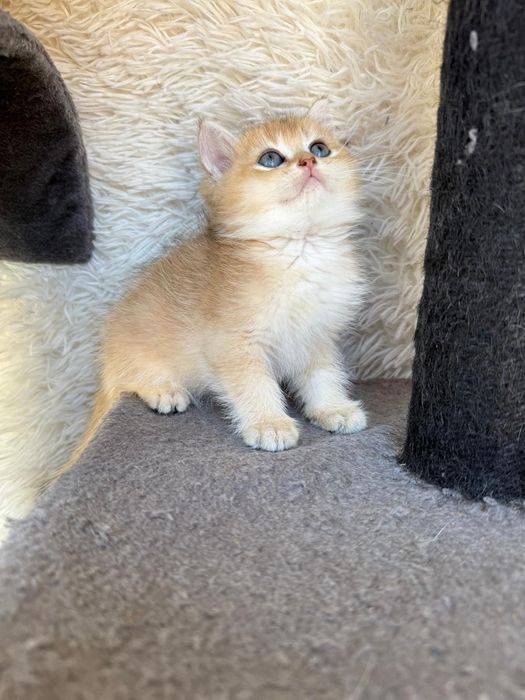 Macho British golden shorthair