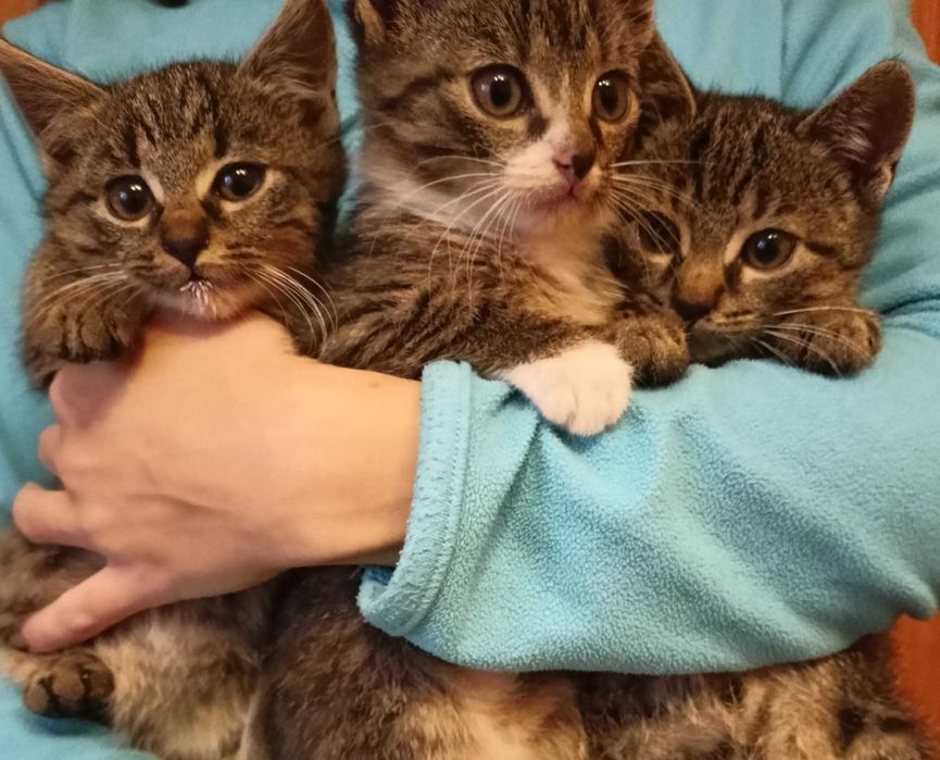 Oddam małe koty w dobre ręce