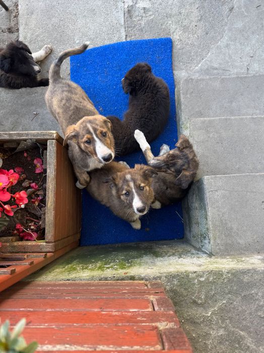 Pieski do adopcji duże po wilku