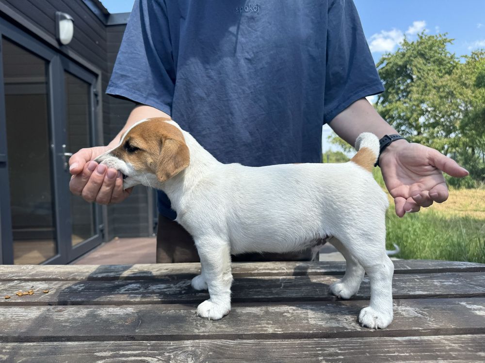 Szczeniak pies jack russell terrier gładkowlosy ZKwP FCI