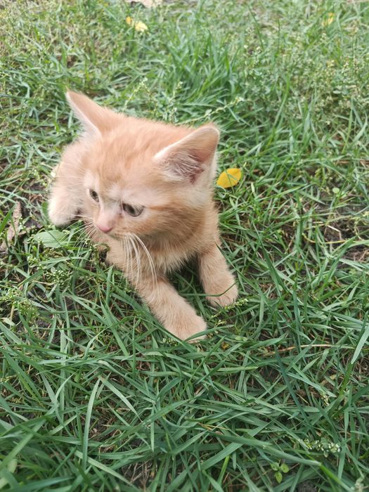 Отдам котят бесплатно в хорошие руки