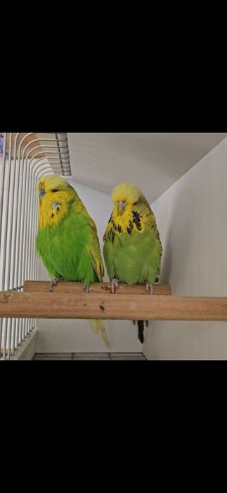 Casais de poupas e ingleses, entre outras várias aves.