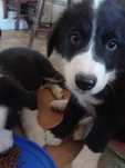 Szczeniak border collie