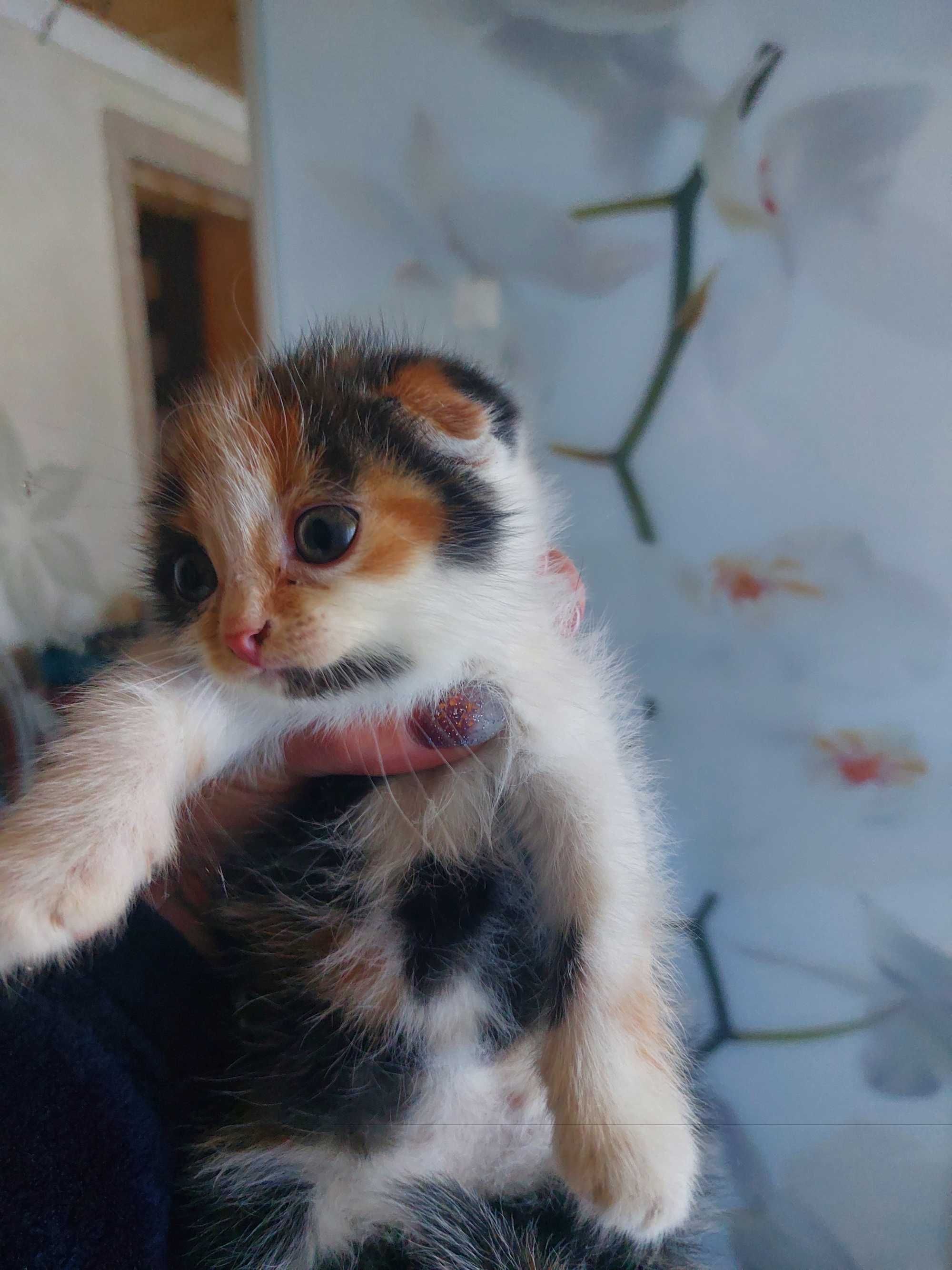 Висловухі кошенята