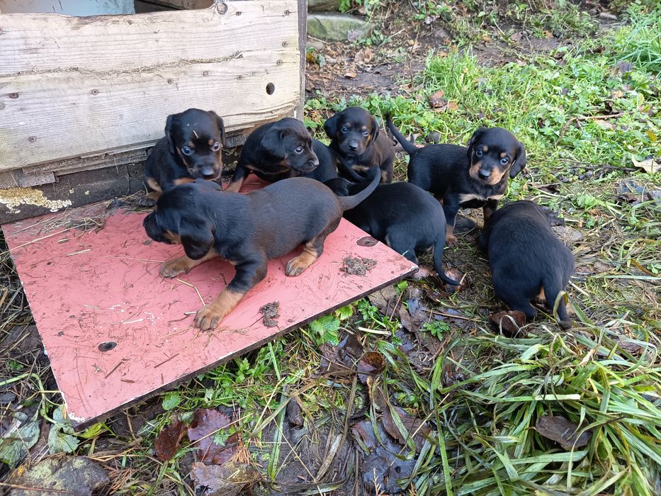 Oddam za darmo piekne szczeniaki