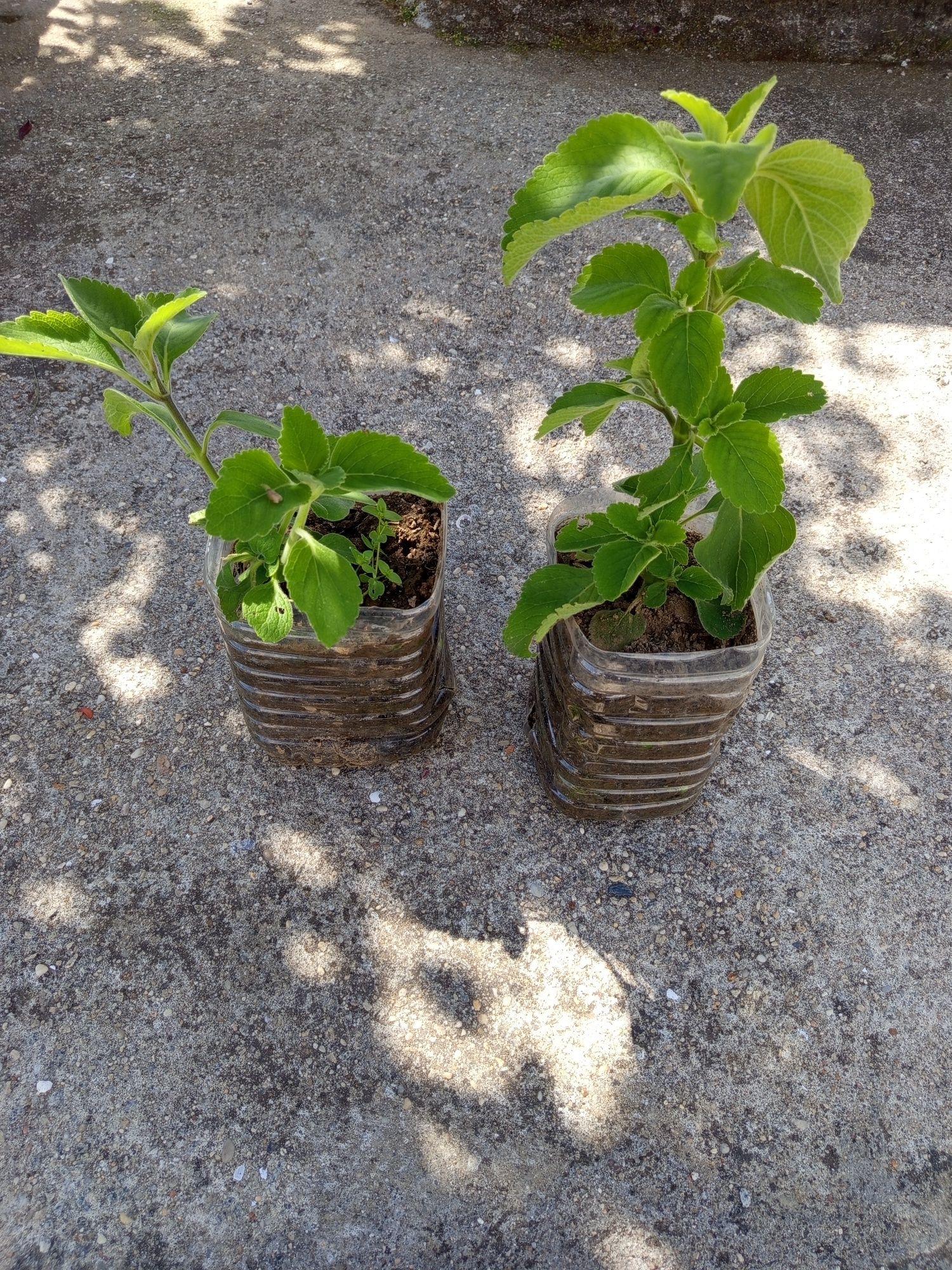 Planta biológica de Boldo  (chã)