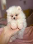 Pomeranian Misiu Boi.