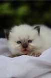 Ragdoll colorpoint kotka