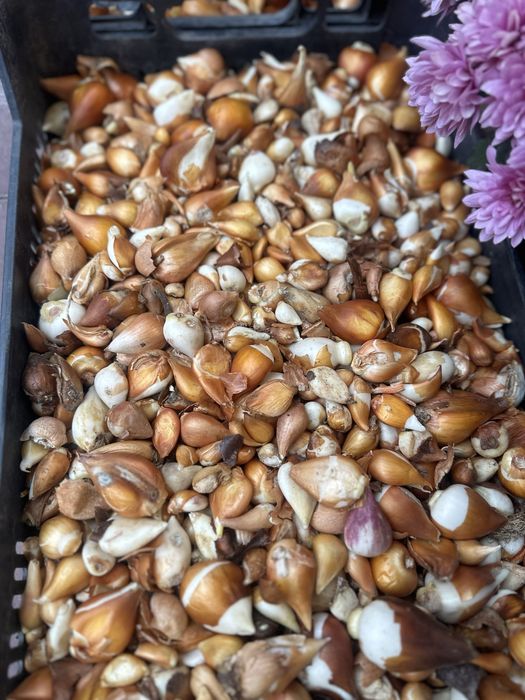 Луковиці тюльпанів МІКС 200 грн/кг