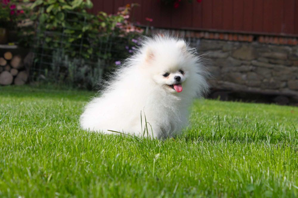 Szpic Miniaturowy Pomeranian Suczka ZkwP/FCI w typie Misia