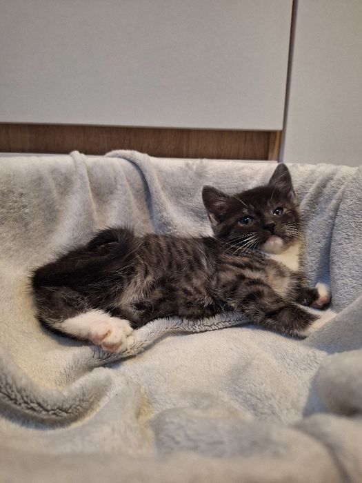 Kotka do adopcji