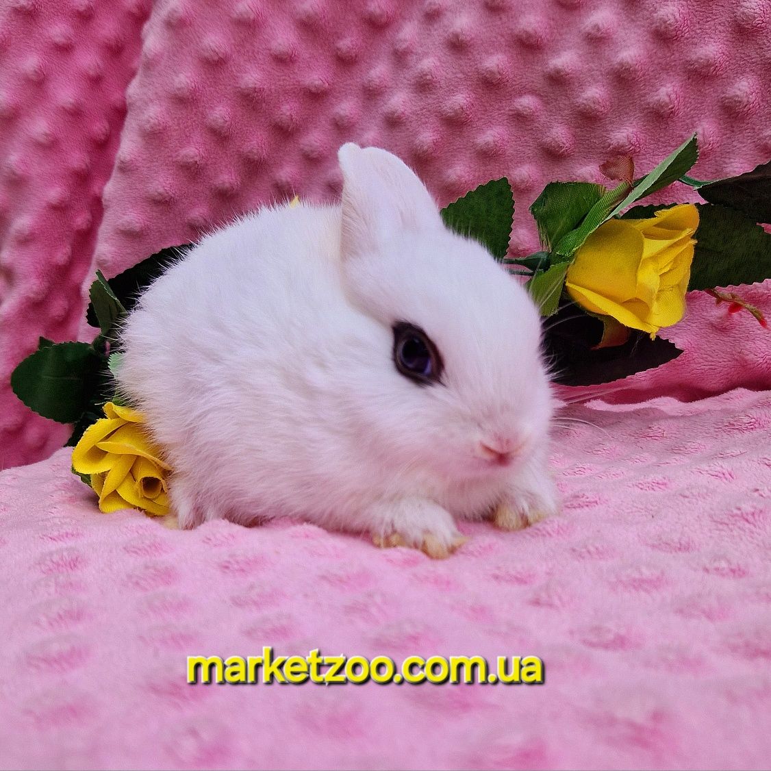 Карликовьій хотот миниатюрньій кролик карликові кролики Dwarf hotot