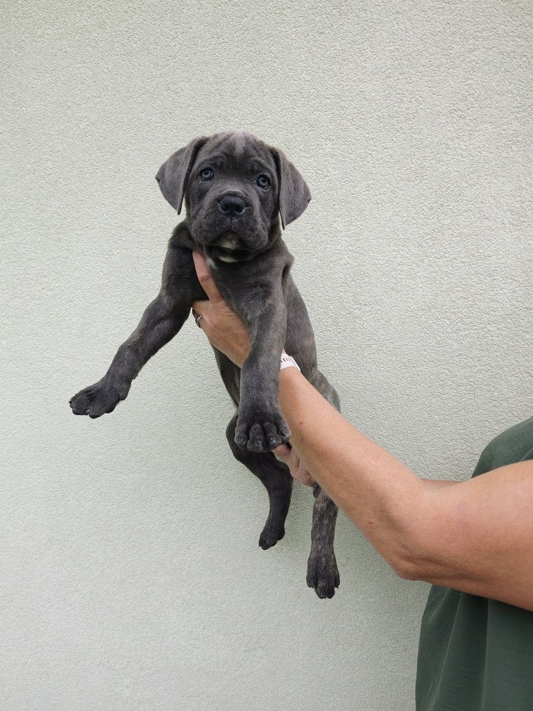 Piękna suczka cane corso gotowa do odbioru