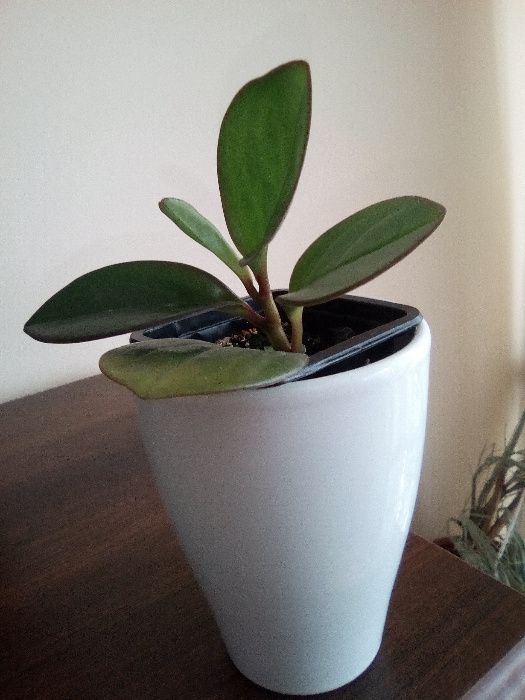 Peperomia abtusifolia - kwiatek doniczkowy