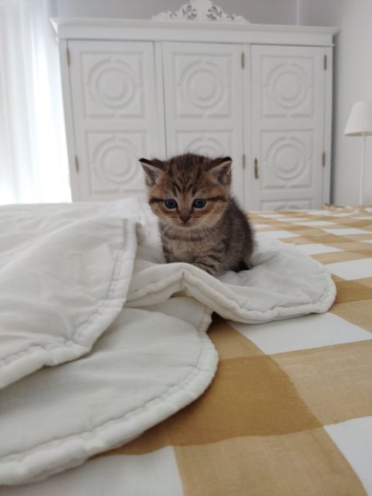 Gatinha British Shorthair Golden Shadded
