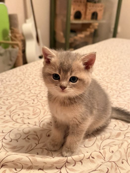 Шотландська золота шиншила кошенята