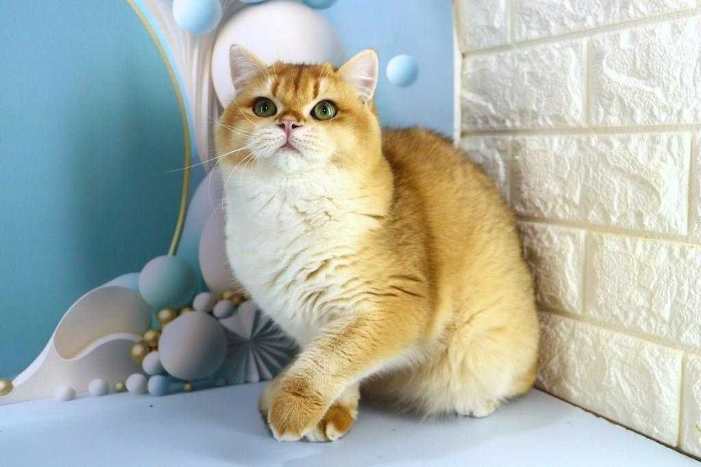 Харизматична британська киця-золота шиншила-смарагдові очі