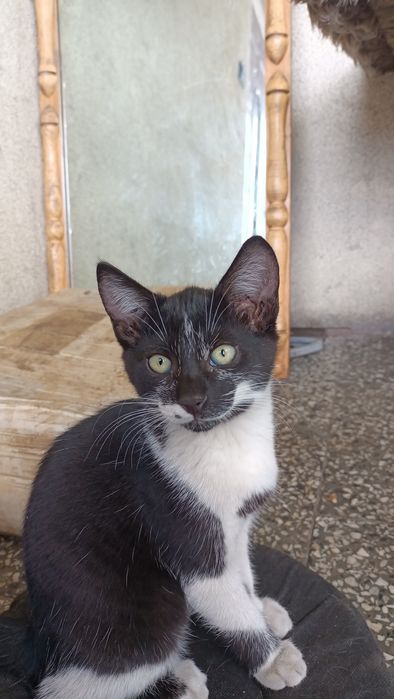 Oddam kota w dobre ręce