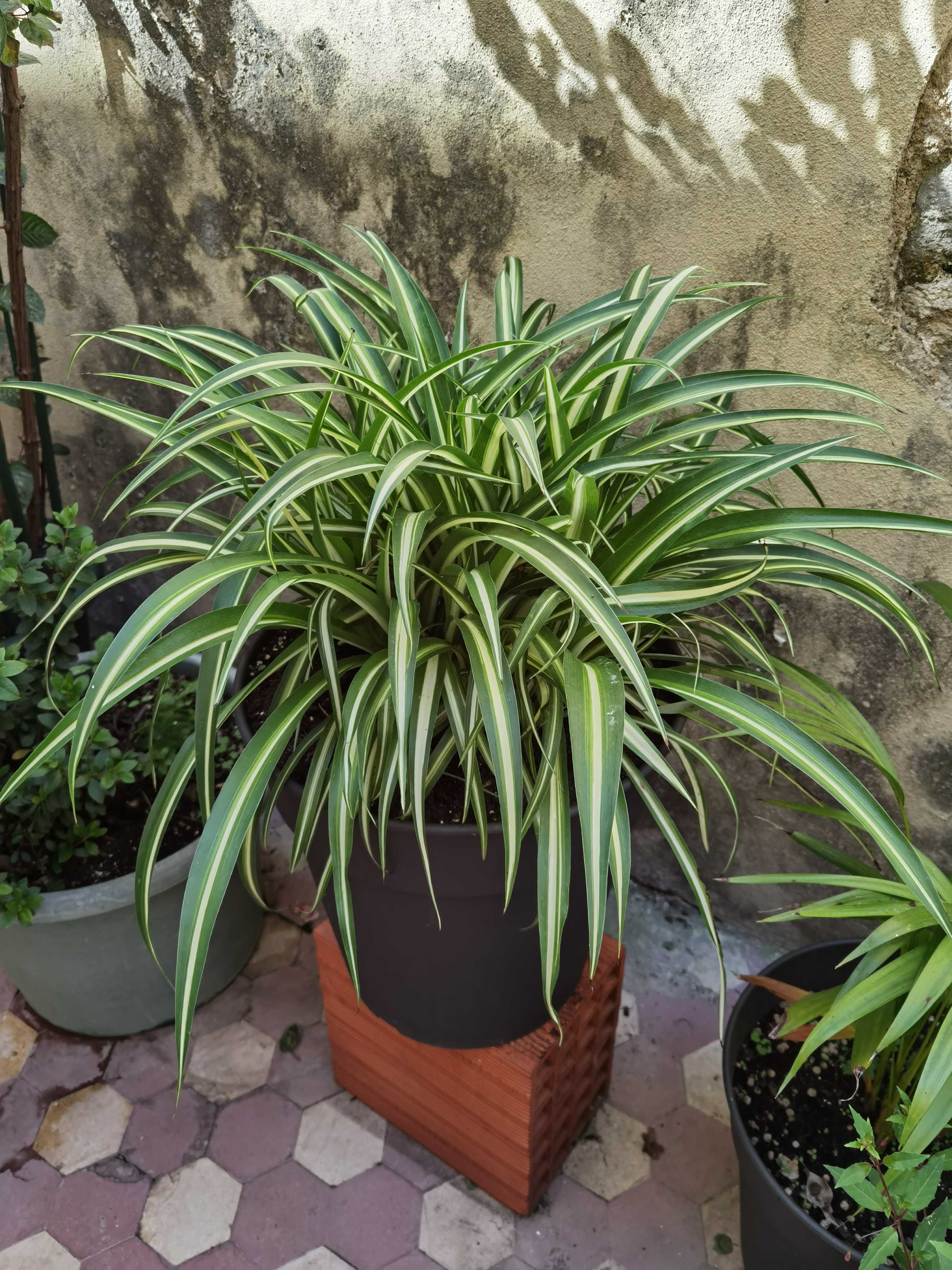 Clorofito XL, Plantas, jardim, decoração
