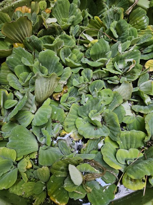 10 plantas aquáticas de superfície