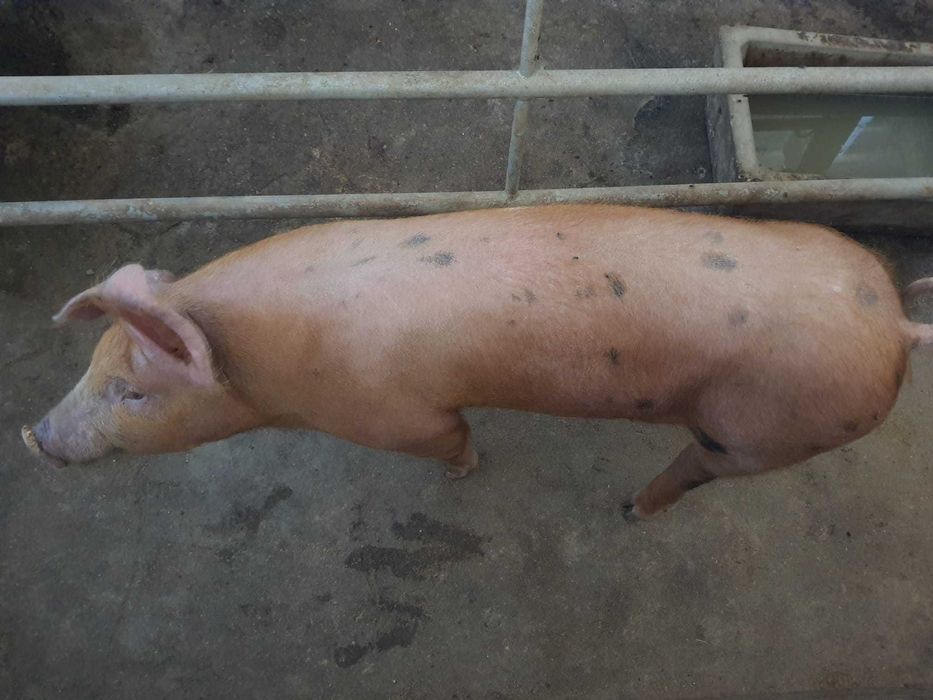Vende-se leitão duroc