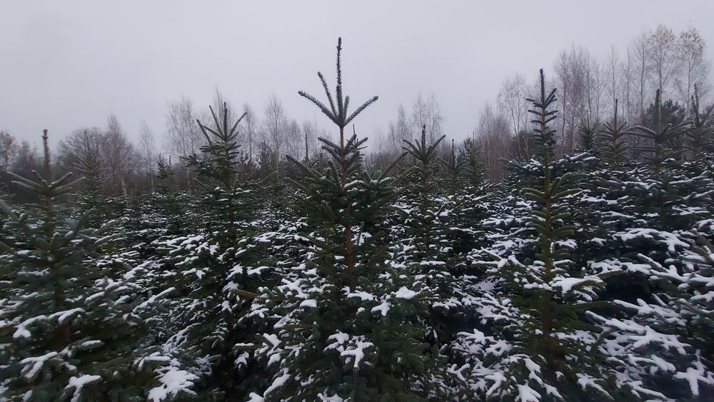 Choinki świerki zielone i srebrzyste