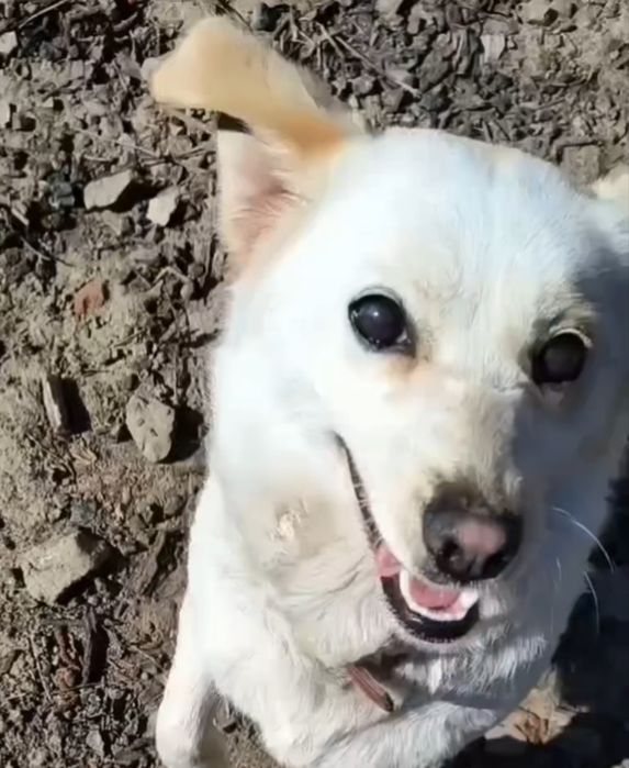 Suczka do oddania za darmo