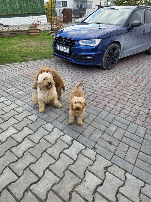Goldendoodle f1b mini odchowany