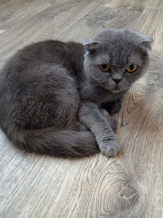 Котята породи " Скоттіш-фолд" шотландські клаповухі