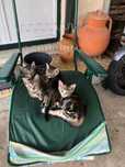 Animais para adopção